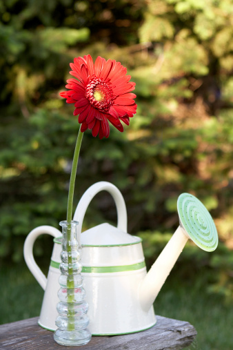 A red Gerbera Daisy and a Watering Can on an old Garden Bench (Shallow DOF)
