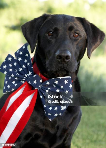 Photo libre de droit de Patriotique Fêtard banque d'images et plus d'images libres de droit de Chien - Chien, Patriotisme, Animaux de compagnie