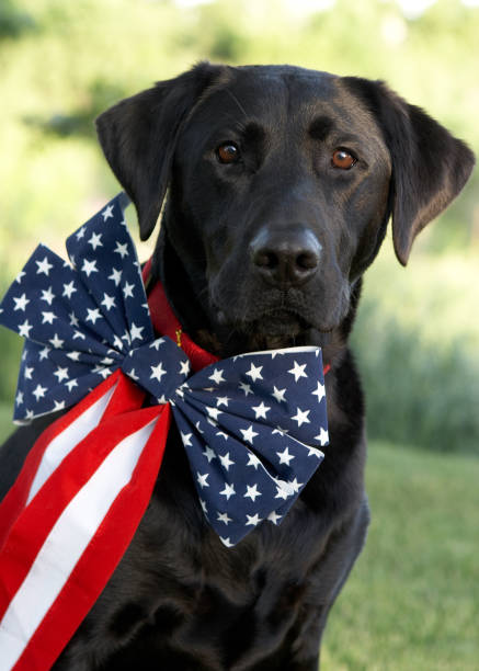 istock Patriotic Party Animal 184084660