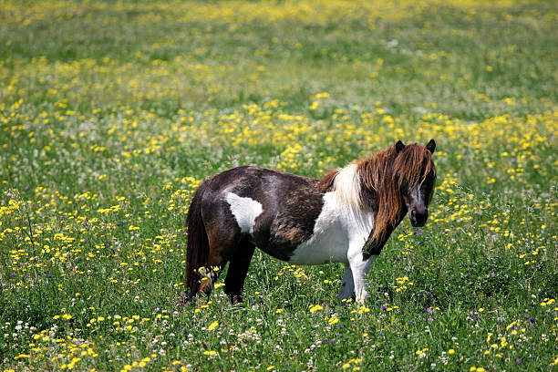 Shetland Pony stock photo