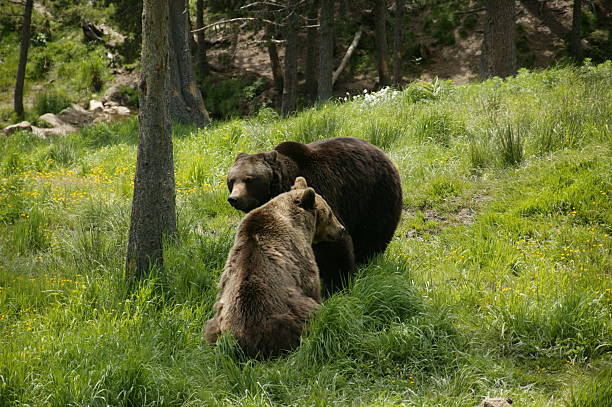 pair of bears in french pine forest