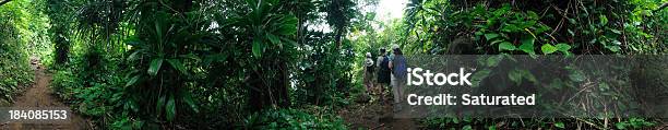 Panorama Hikers En Jungle Trail Foto de stock y más banco de imágenes de Bosque - Bosque, Vista de 360 grados, Árbol