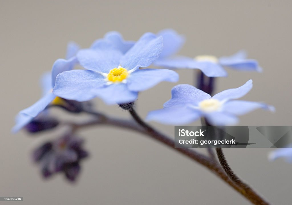 Oubliez-pas de fleurs Macro - Photo de Bleu libre de droits