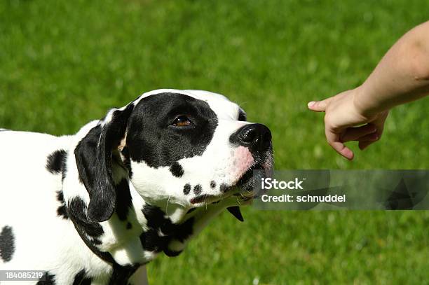 Cão De Educação - Fotografias de stock e mais imagens de Animal - Animal, Animal Doméstico, Branco