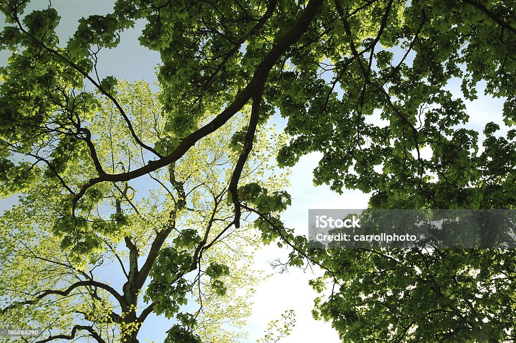 Sob o Poplars - Foto de stock de Abstrato royalty-free