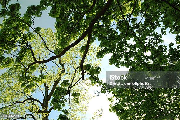 Foto de Sob O Poplars e mais fotos de stock de Abstrato - Abstrato, Movendo-se para Cima, Árvore