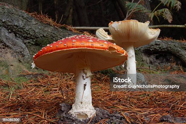 Amanita Muscaria 2 - Fotografias de stock e mais imagens de Agulha - Parte de planta - Agulha - Parte de planta, Amanita parcivolvata, Branco