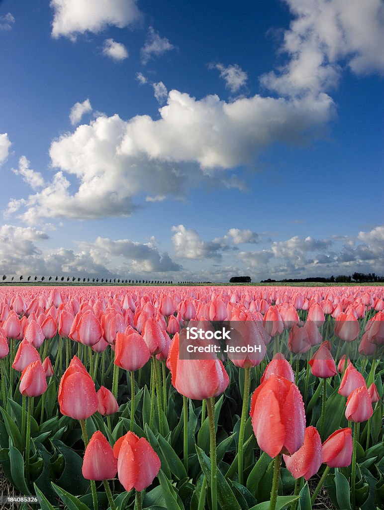 Túlipas e Céu - Royalty-free Cor de rosa Foto de stock