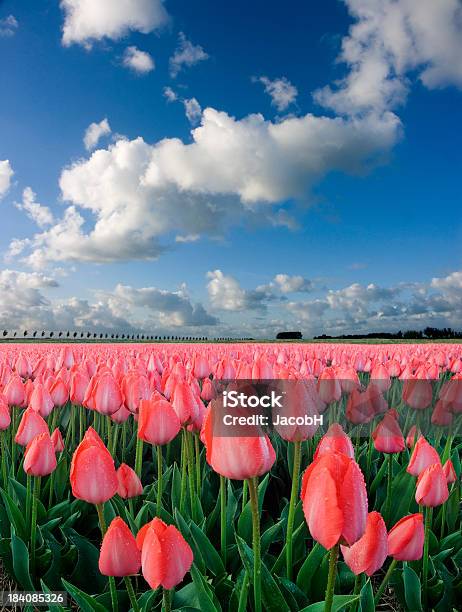 Túlipas E Céu - Fotografias de stock e mais imagens de Cor de rosa - Cor de rosa, Céu, Paisagem - Natureza