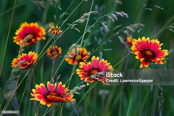 천인국 Grandiflora 또는 총괄 아이리스입니다 0명에 대한 스톡 사진 및 기타 이미지 - 0명, 개념, 꽃 나무