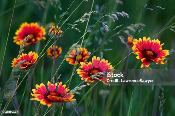 Gailardia Grandiflora Lub Koc Flower - zdjęcia stockowe i więcej obrazów Bez ludzi - Bez ludzi, Botanika, Czas