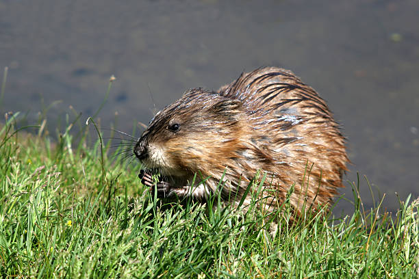 Having Lunch Young muskrat eating grass. ondatra zibethicus stock pictures, royalty-free photos & images