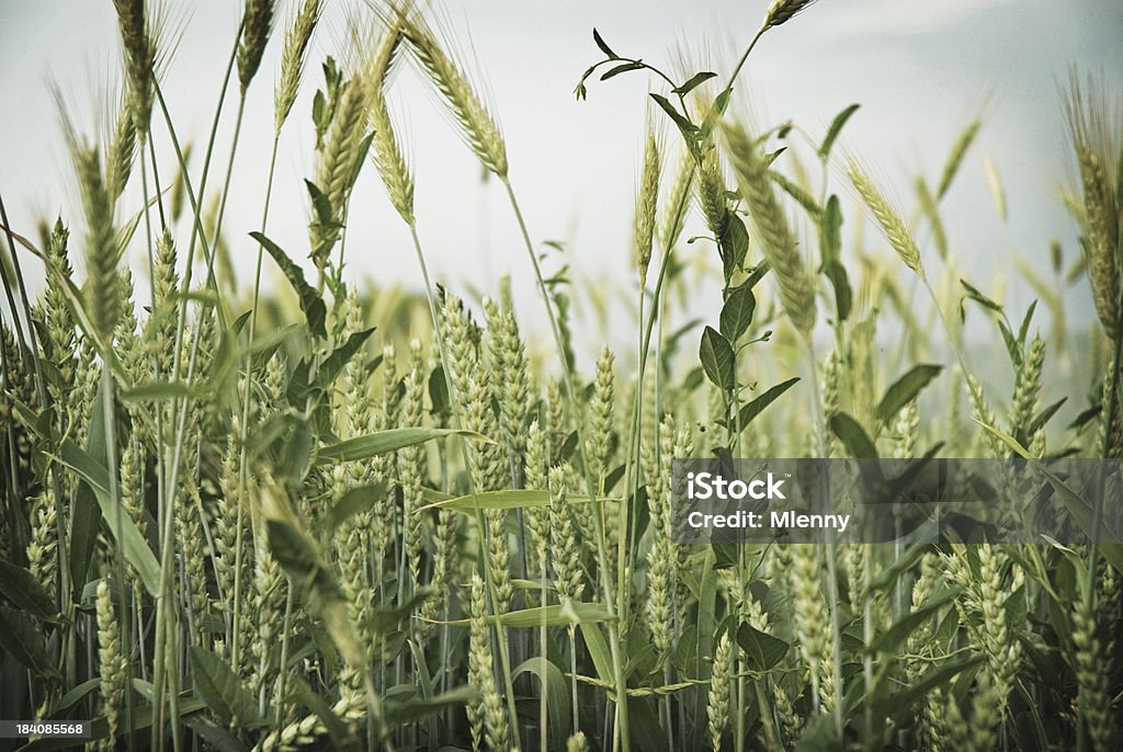 Campo de trigo - Foto de stock de Escanda libre de derechos