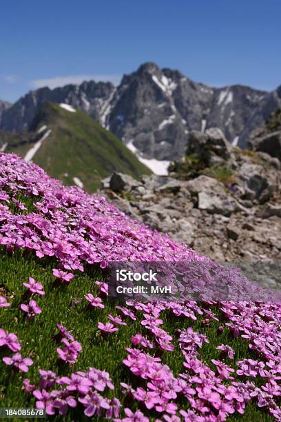 Photo libre de droit de Le Printemps banque d'images et plus d'images libres de droit de Alpes européennes - Alpes européennes, Arbre en fleurs, Autriche