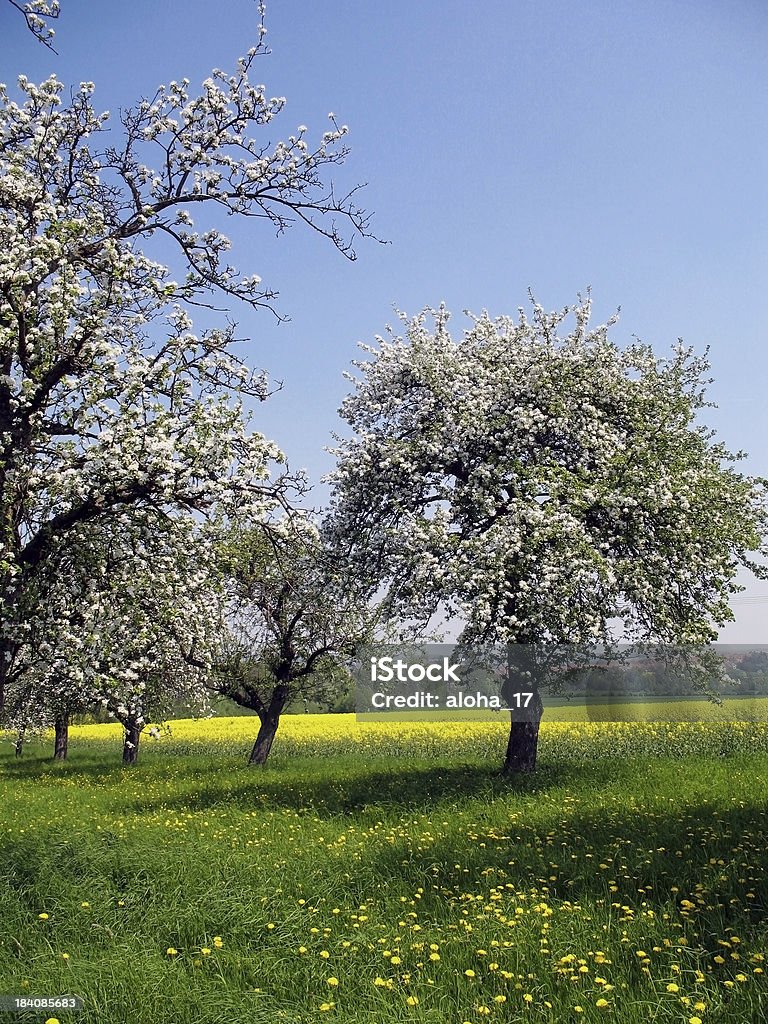 Apfelblüte 2 - Lizenzfrei Agrarbetrieb Stock-Foto
