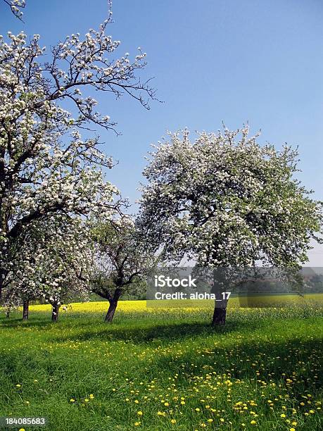 Apfelblüte 2 Stockfoto und mehr Bilder von Agrarbetrieb - Agrarbetrieb, Juni, Vertikal