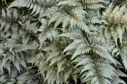 Subject: Japanese Painted Fern growing in a shade garden