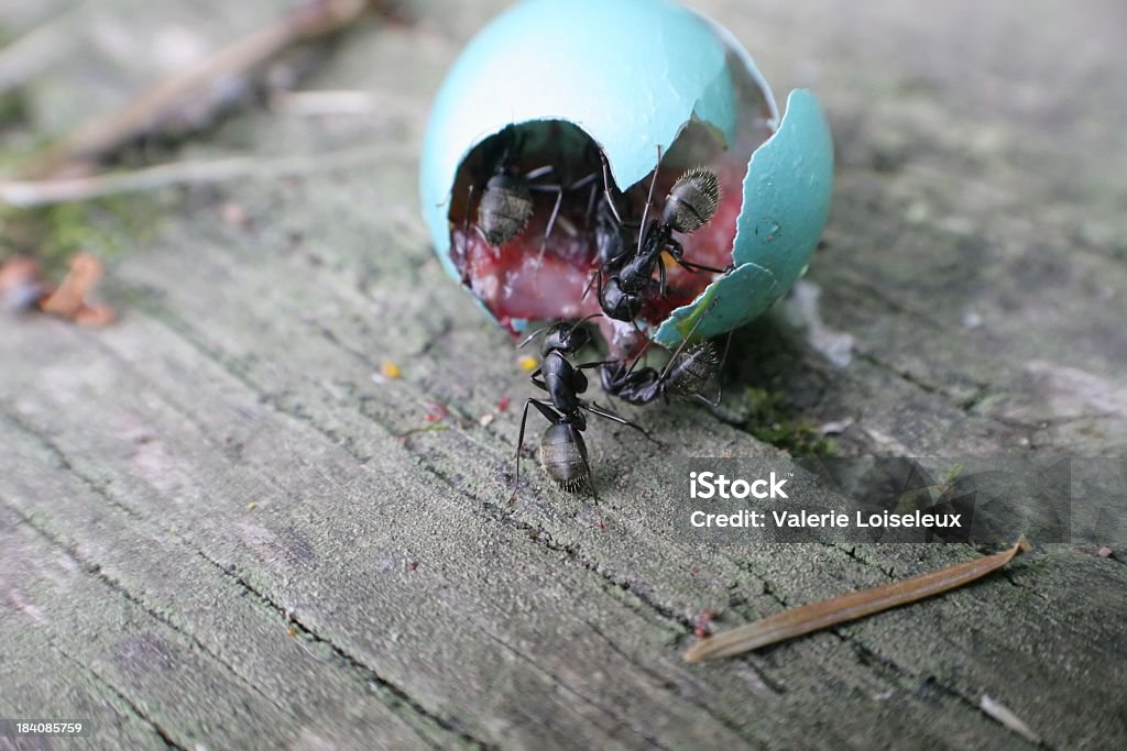 Ants e uova - Foto stock royalty-free di Aggressione
