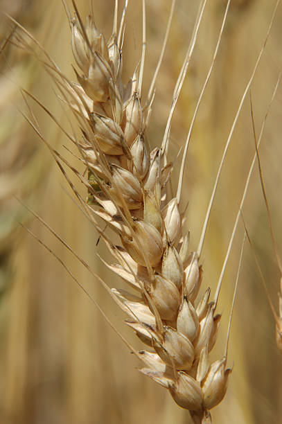 ripening пшеница макро 4 - kansas wheat bread midwest usa стоковые фото и изображения