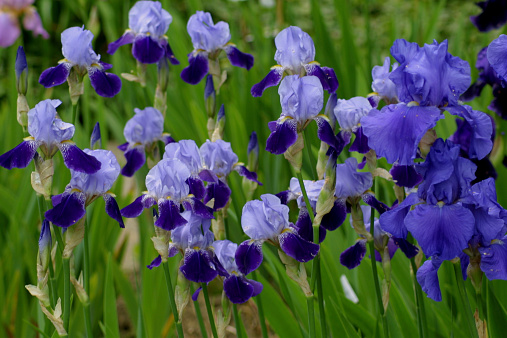 Lush Green Field With Purple Iris Flowers