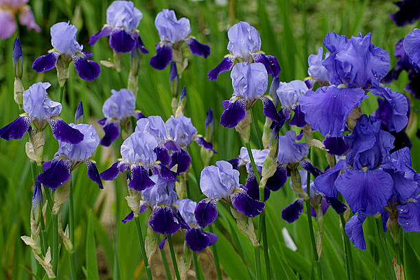 irises in blue "iris blooms in bern, switzerland" iris plant stock pictures, royalty-free photos & images