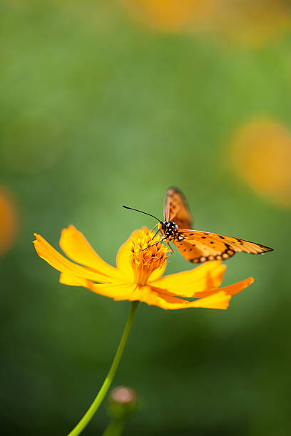 istock Fritillary butterfly on an orange Cosmos flower in a meadow 184086007