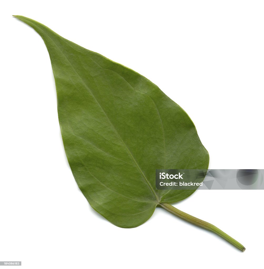하트형 잎 - 로열티 프리 0명 스톡 사진