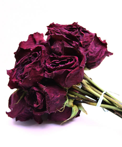 istock Beauty Always Fades 184086219
