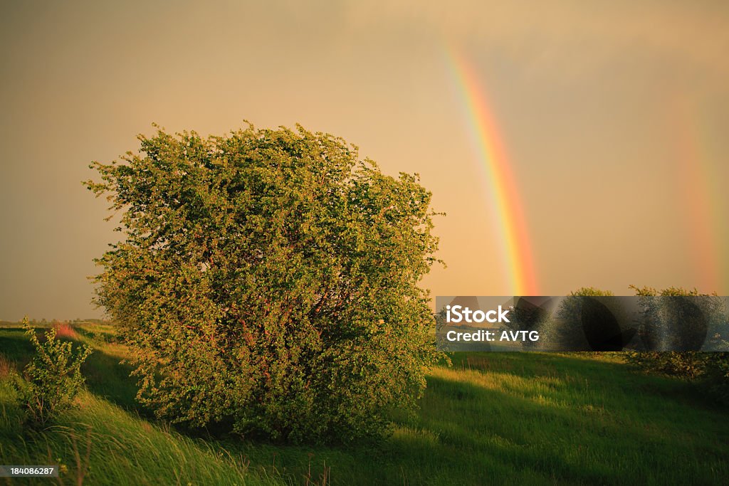 Spettacolare arcobaleno cielo - Foto stock royalty-free di Agricoltura
