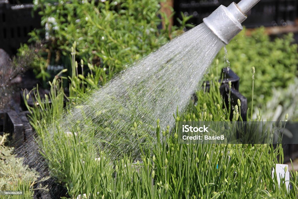 샤워 물을 허브 - 로열티 프리 라벤더-식물 스톡 사진