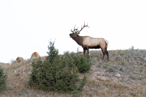 Male elk in Yellowstone on a ridge overlooking his harem during rutting season