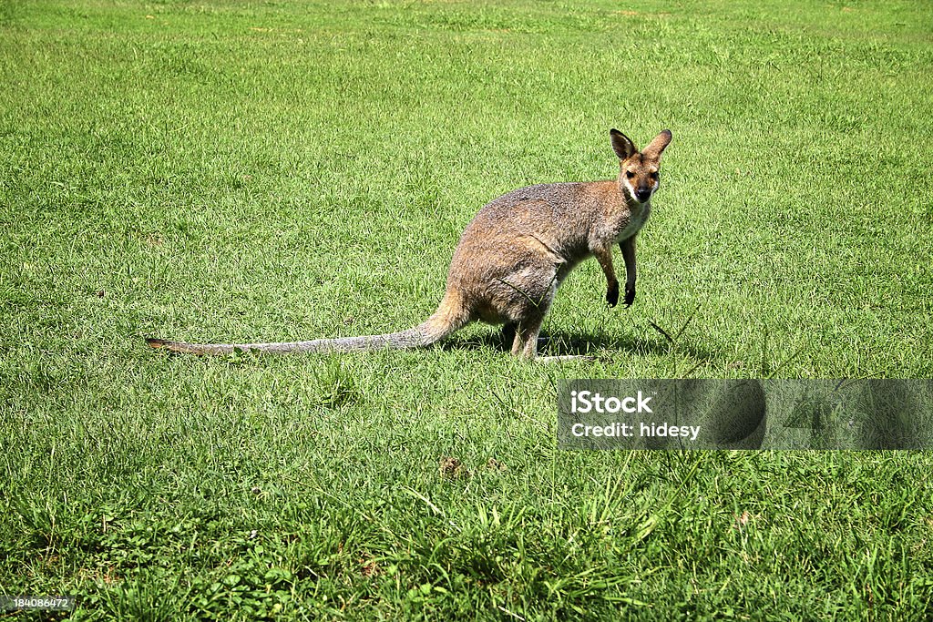 Wallaby Australian Wallaby on green grass Grass Stock Photo