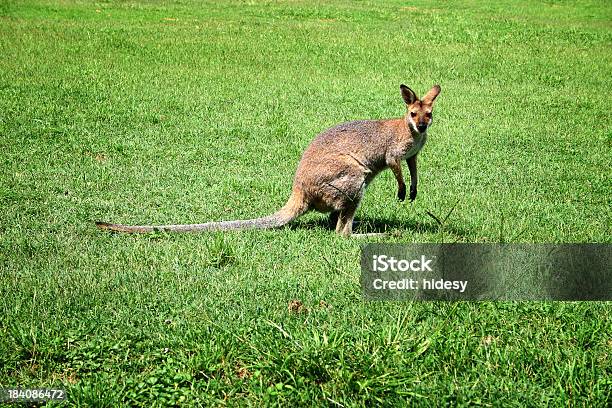 Wallaby Stock Photo - Download Image Now - Grass, Wallaby, Animal