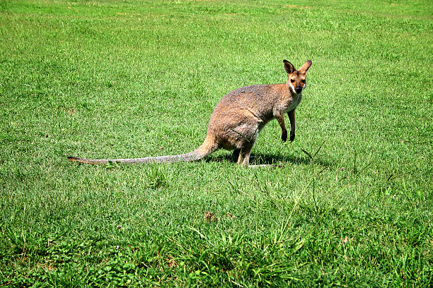 canguru wallaby - wallaby kangaroo australian culture australia - fotografias e filmes do acervo