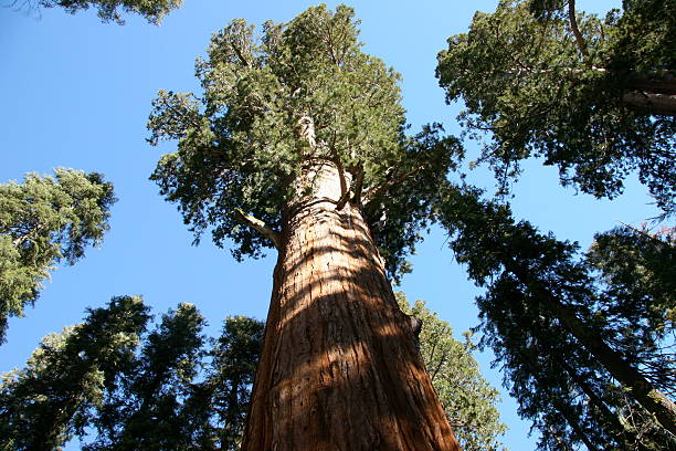 Giant Sequoia Tree stock photo