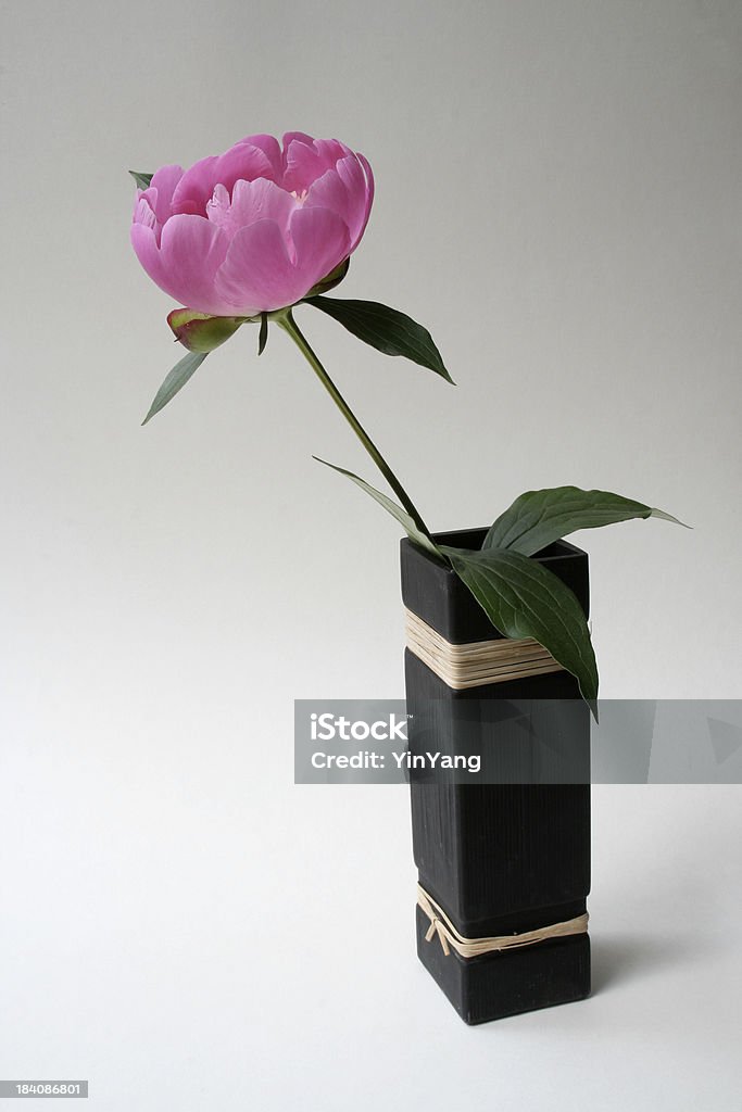 Pink Peony in Vase Subject: A single pink Peony in a black Japanese vase on a soft white background Blossom Stock Photo