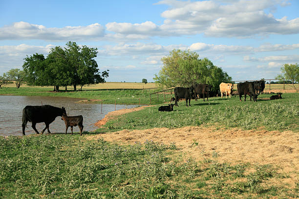 istock Cattle Feeding Near Farm Pond 184086986