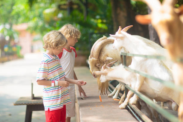 istock Kids feed animals at petting zoo. 1840870437