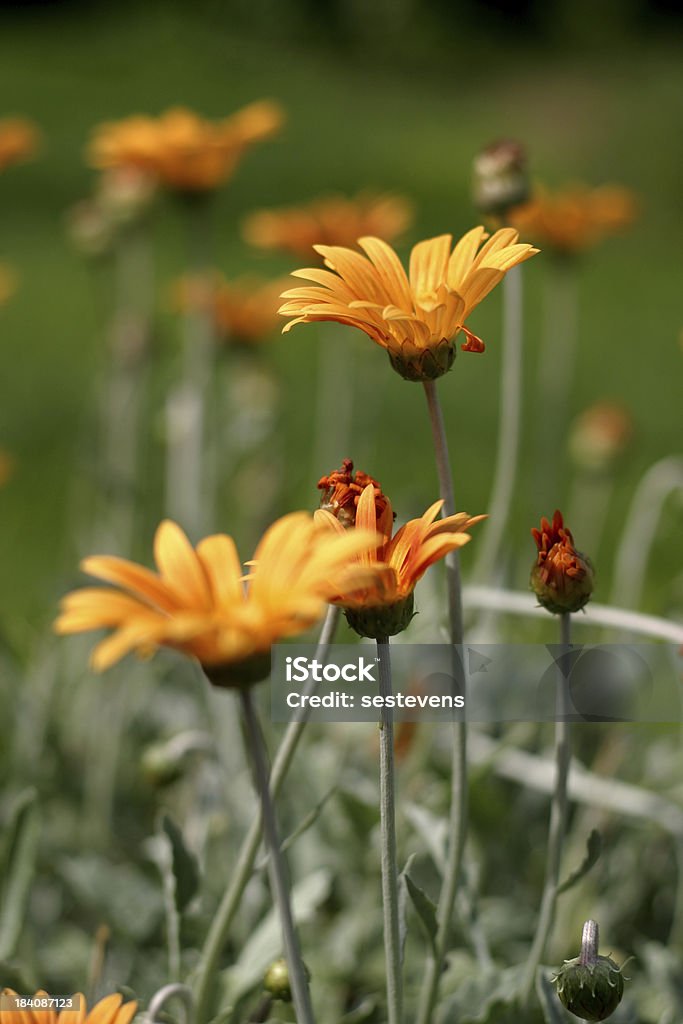 Flowers Taken at the Dallas Arboretum Arboretum Stock Photo