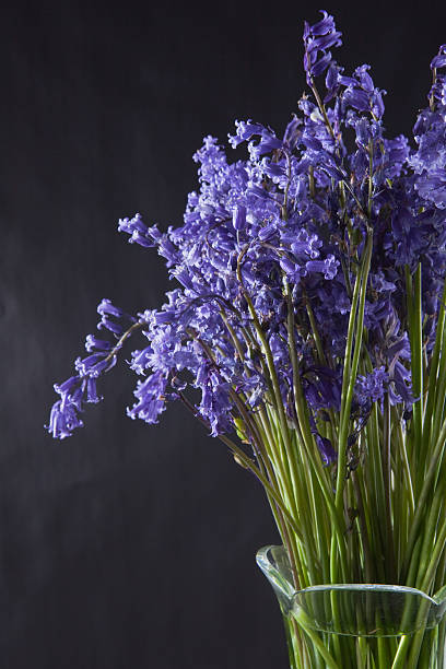 istock English Bluebells 184087238