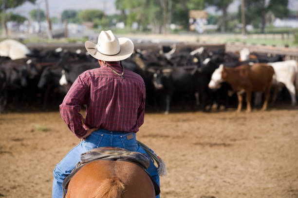 Tall in the Saddle A cowboy and his horse keeping an eye on a herd of cows.Click on an image to go to my Horses Lightbox. saddle photos stock pictures, royalty-free photos & images