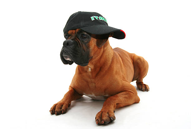 istock Italian football fan 184087798