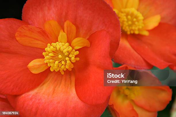 Крупным Планом Оранжевый Begonia — стоковые фотографии и другие картинки Бегония - Бегония, Клубень, Begoniaceae