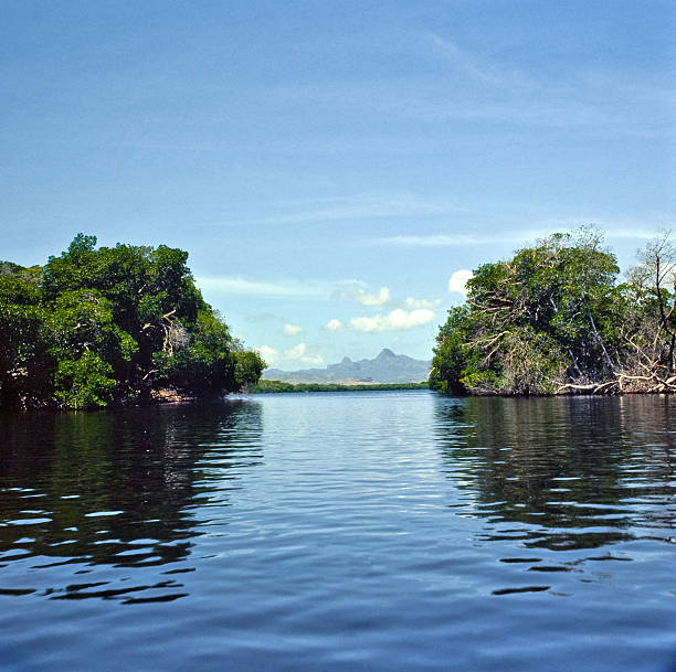 istock Tropical landscape with mangrove 184087988