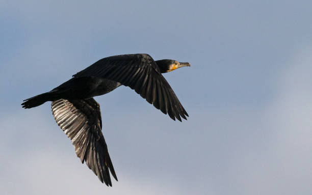 istock Close-up of a great cormorant flying by 1840880556