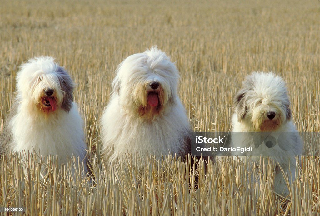 Animali cane Bobtail - Foto stock royalty-free di Cane