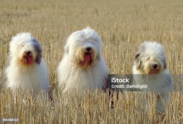 Animali Cane Bobtail - Fotografie stock e altre immagini di Cane - Cane, Bobtail, Ambientazione esterna