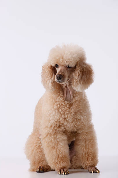 istock Dog - MIniature poodle 184088289