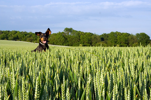 Doberman running and jumping up in a field of corn. More of this series in my portfolio.Other pics in this series: