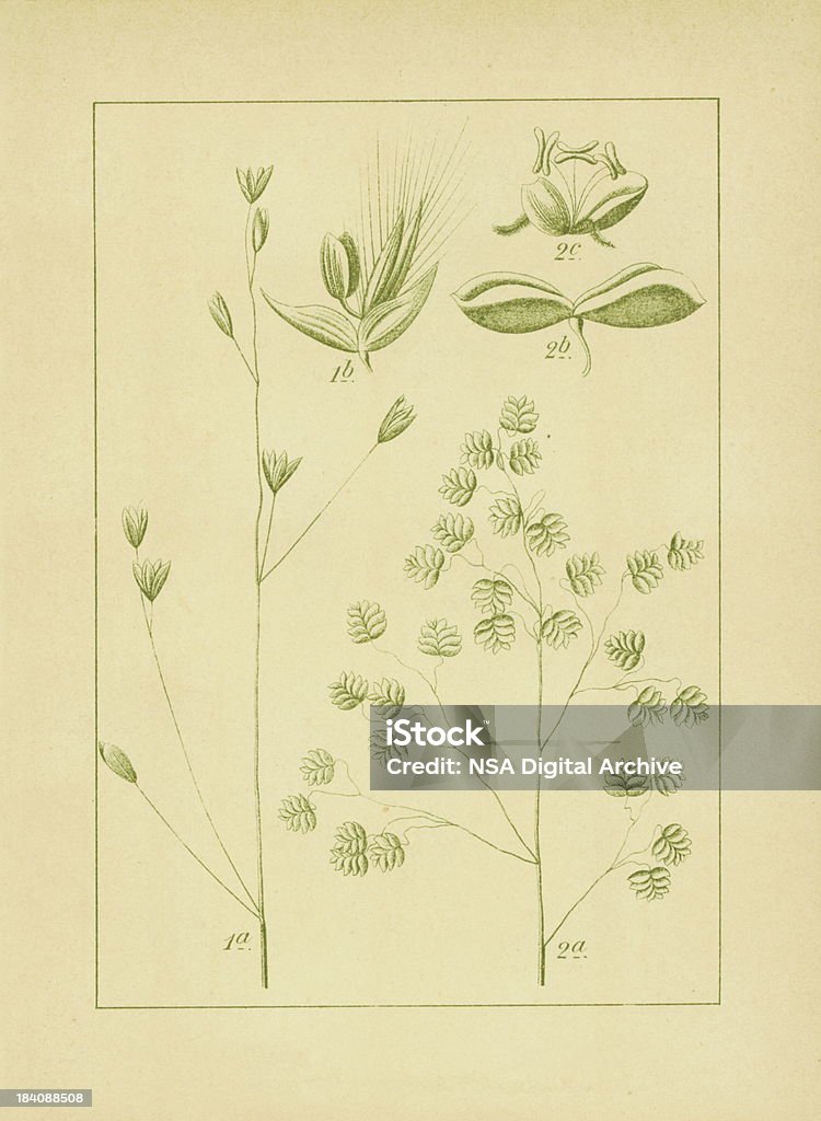 Melica uniflora e comuni quaking erba fiore Illust/Antico - Illustrazione stock royalty-free di Fiore